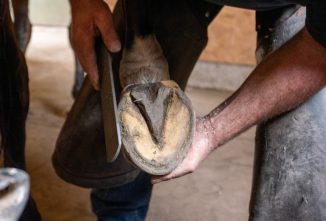 Basic Hoof Care for the Horse Owner